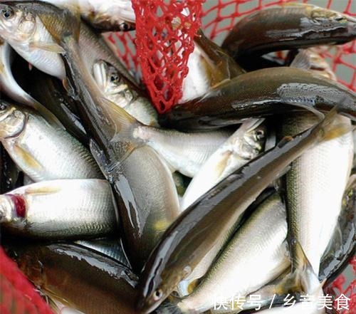 口味|寿命仅1年的西瓜口味的鱼,不用清内脏,曾是朝廷贡品!