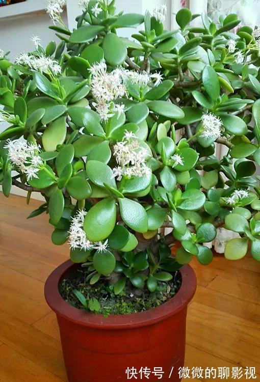 玉树开花很美,怎样才能让它开花