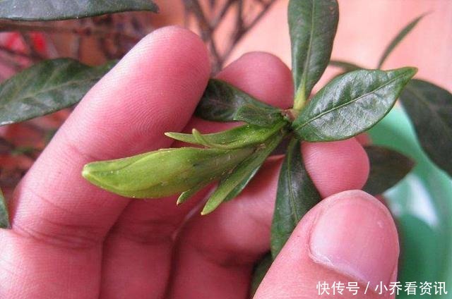 养花招“小飞虫”,1个“土办法”,小虫3天消灭光!