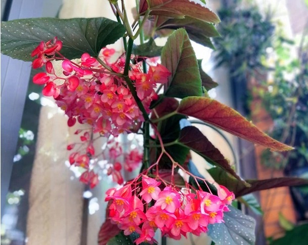 扦插就能活的花夲，四季有花开观赏性强，一年300天都开花