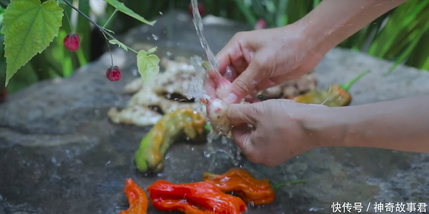 世界|李子柒发布夏日视频，见到田地的农作物，这是宫崎骏的三次元世界