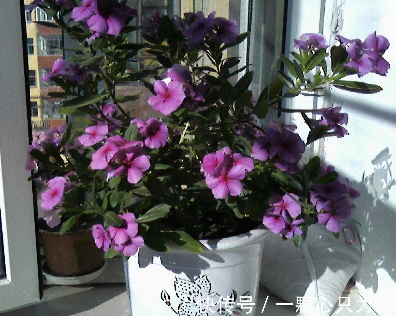 三角梅|养花嫌花期短,花量少,这三种开花机器种在家中,四季有花赏