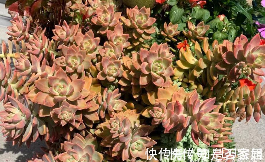 茎秆|多肉铭月皮实又常见,但养好了同样好看,我就喜欢这种好养的多肉