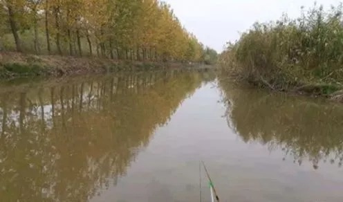 钓了30年鱼，才知晓这鲫鱼饵根本不用买，比蚯蚓还好用