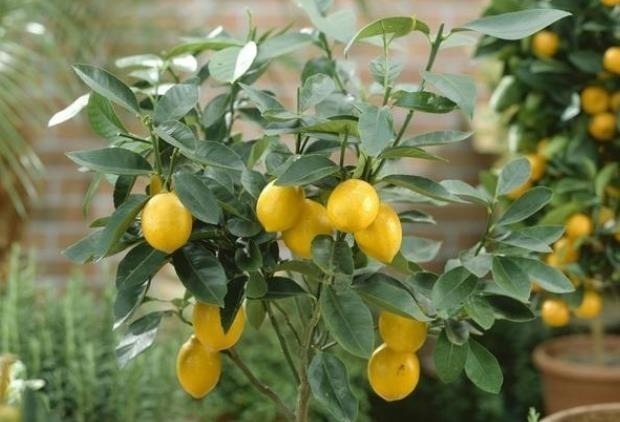 4种整株都有香味的树,家里养一棵,不生虫,还能四季飘香