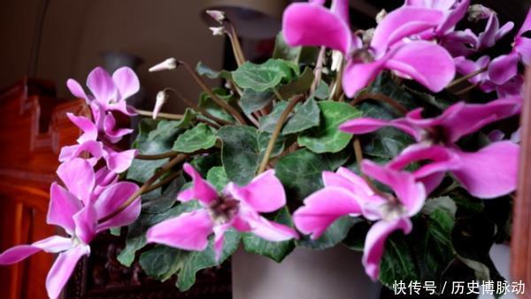  预警：家里养花，将这3样“废品”扔掉就是在扔钱