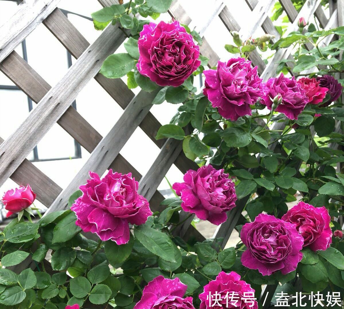 求助月季的修剪问题月季花冒出了很多新笋,老枝条该怎么修剪