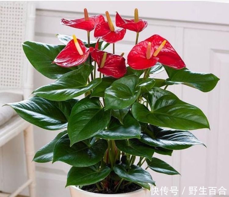 几种花深受花友的喜欢,好养漂亮花期长,你养了吗?