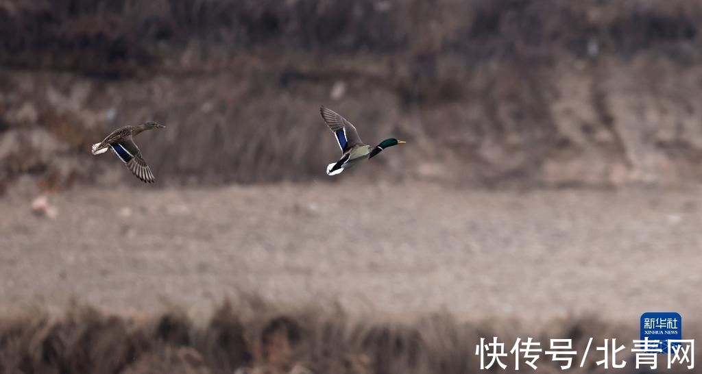 甘肃省|甘肃：候鸟冬憩洮河湿地