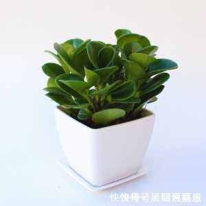 豆瓣绿|家里养盆“它”，好看又防辐射，比绿萝还好养