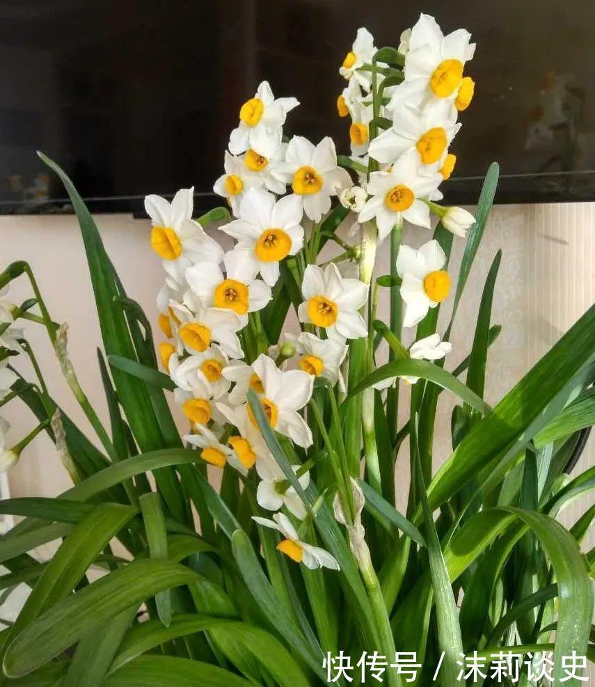 十大最受欢迎年宵花,学会挑选,才不上当