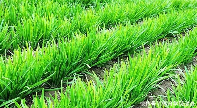 如何种植韭菜,您都知道吗浅谈韭菜的种植方法!