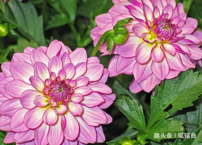 此花是世界名花之一,雍容华贵妖娆非凡,素有大吉大利的寓意