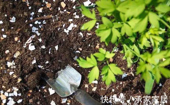 台长|太任性了,以高矮定雌雄,这植物竟然可以随时变“性”!