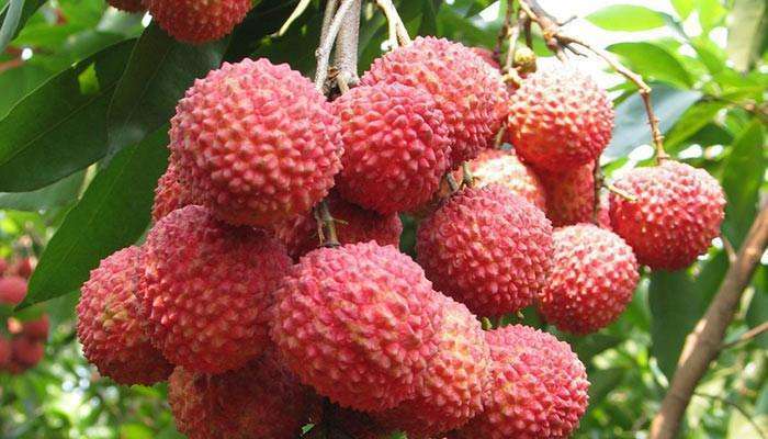 沙棘|此6种水果热量比炸鸡还高,女人不想变水桶腰,大象腿,不要多食