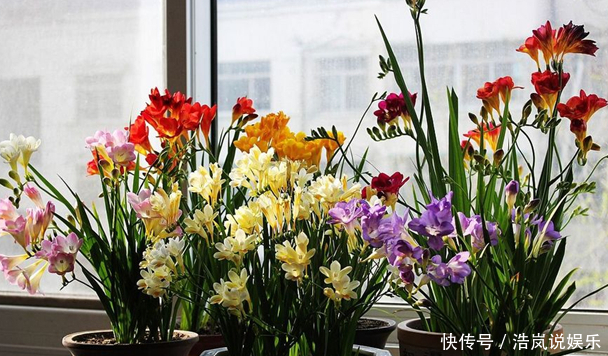 清明前养它，比桂花香，比绿萝好养，2个月就开花，花开180天