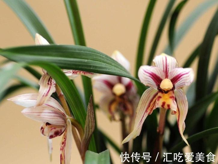 一个在路上的养兰行者,你需要不断折腾