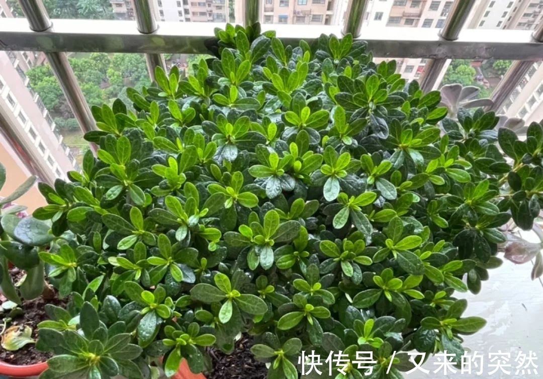 入冬修剪,这9种花,剪错不开花、杆子会枯死