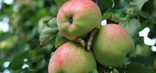 以下食物春季不放過，理氣化痰，滋補氣血，抵抗貧血，早吃早好