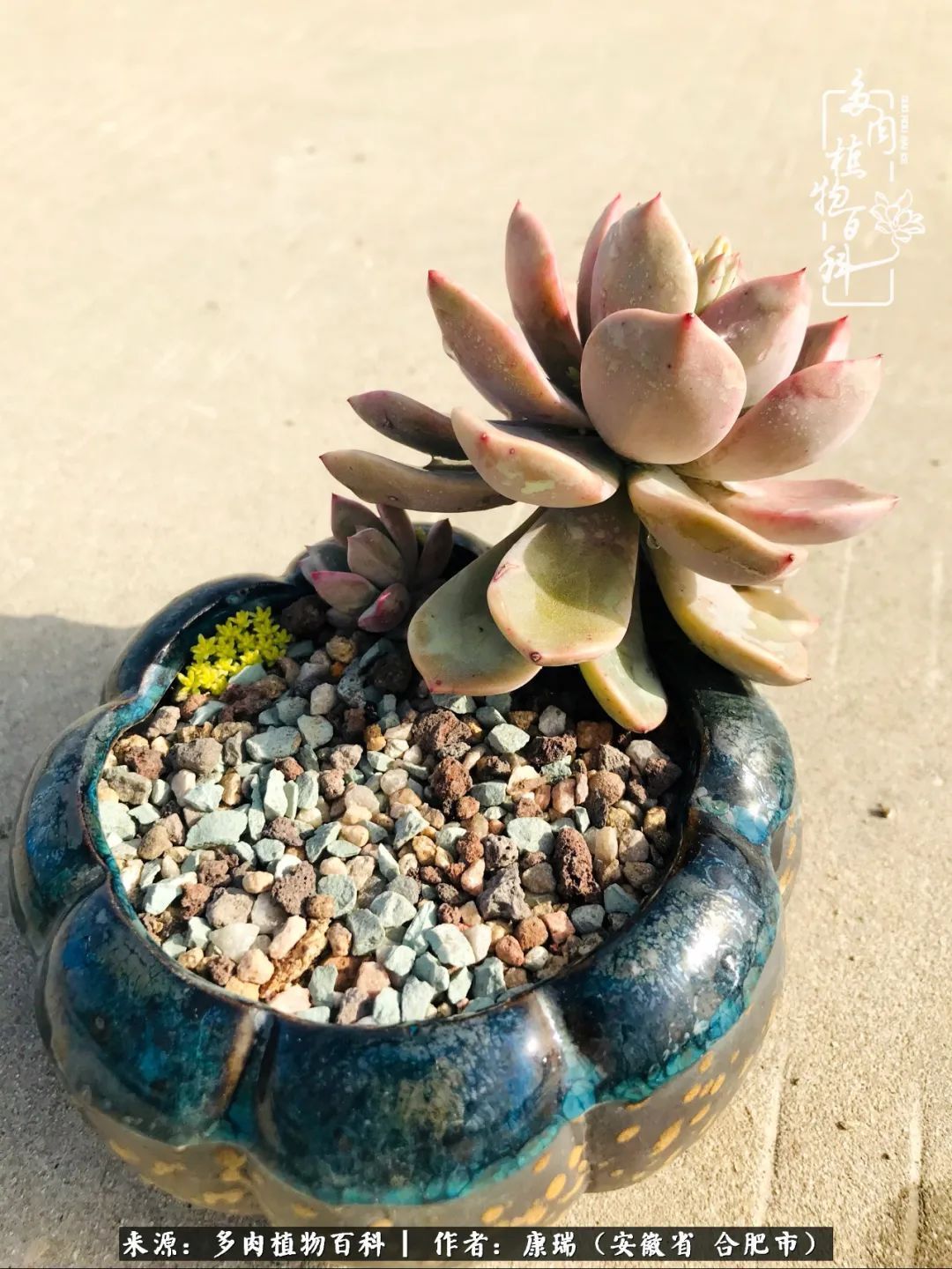 养肉之路，道阻且长，累的是身体，净的是心灵！