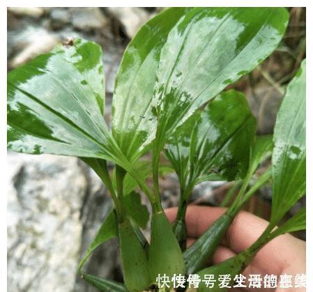 本草纲目|长于悬崖峭壁的“桃子”,可与石斛一较高下,1斤35元快被挖绝