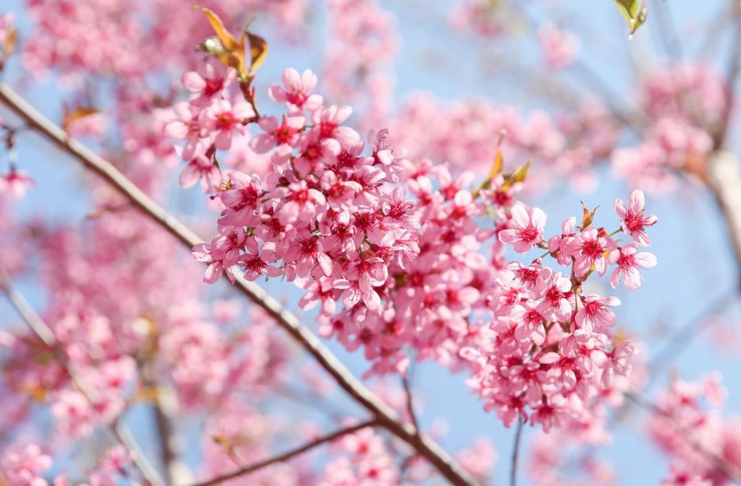 中年|草长莺飞二月天里，赴一场春日的花宴