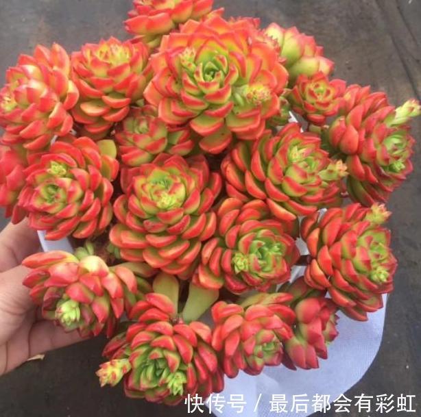 多肉植物秋天如何出状态、不徒长,做好4点,叶片越长越艳