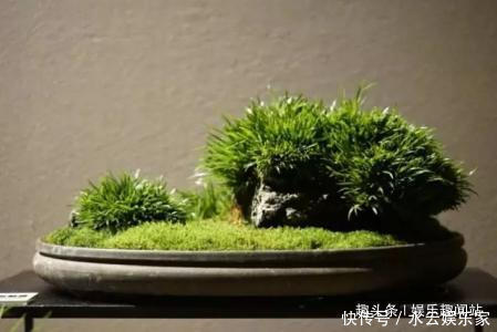盆栽|到墙脚挖点青苔做盆栽,没想到养出了微景观,太漂亮了