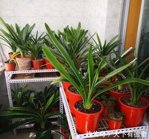 花开富贵|老花农用鸡蛋养君子兰,一年开两次花,叶子更是碧绿闪光