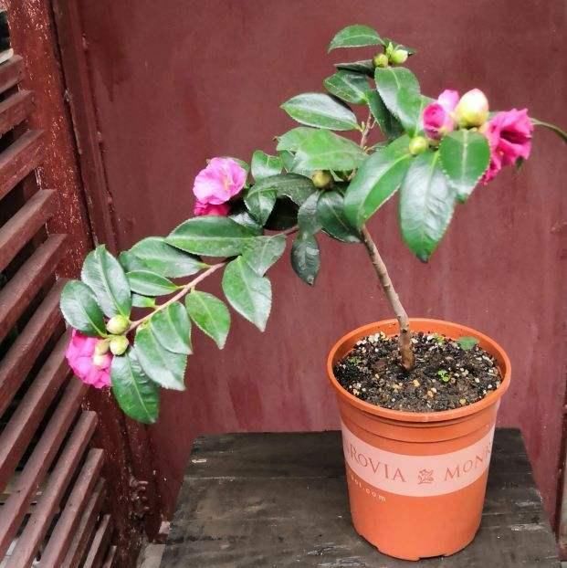 土里掺点它，土壤变微酸，花儿蹭蹭长不停