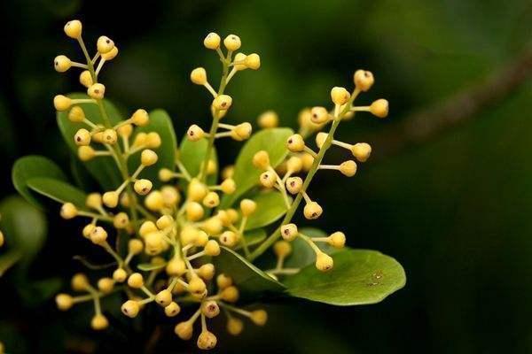 夏养米兰不开花，几点养护技巧教给你，花瓣金灿灿，花香味浓郁