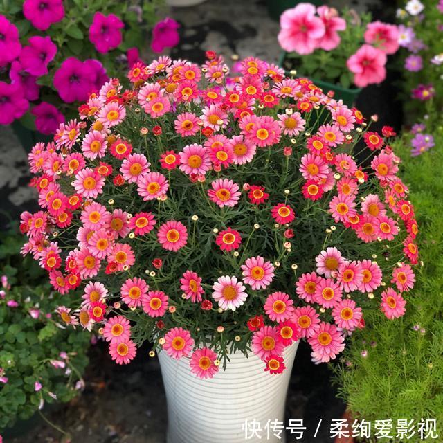 天竺葵|阳台适合养的“6种花”,花色丰富,花期长,一直赏花六个月