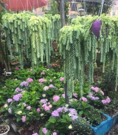 多肉狠心剃个头,呼呼长满小肉芽,20天就爆盆