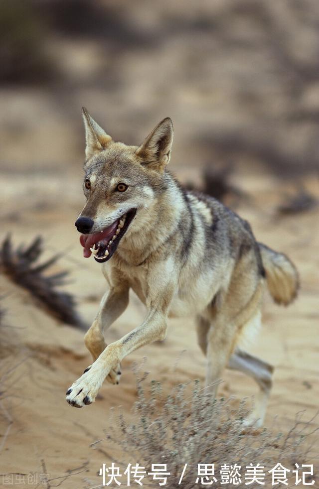 野狼|成年男性手持铁棒和野狼一对一的生死搏斗,人类可以打败野狼吗?