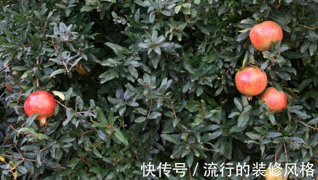 种植|庭院种植石榴树好吗？为何很多人爱在院子里种石榴树？看完就懂了