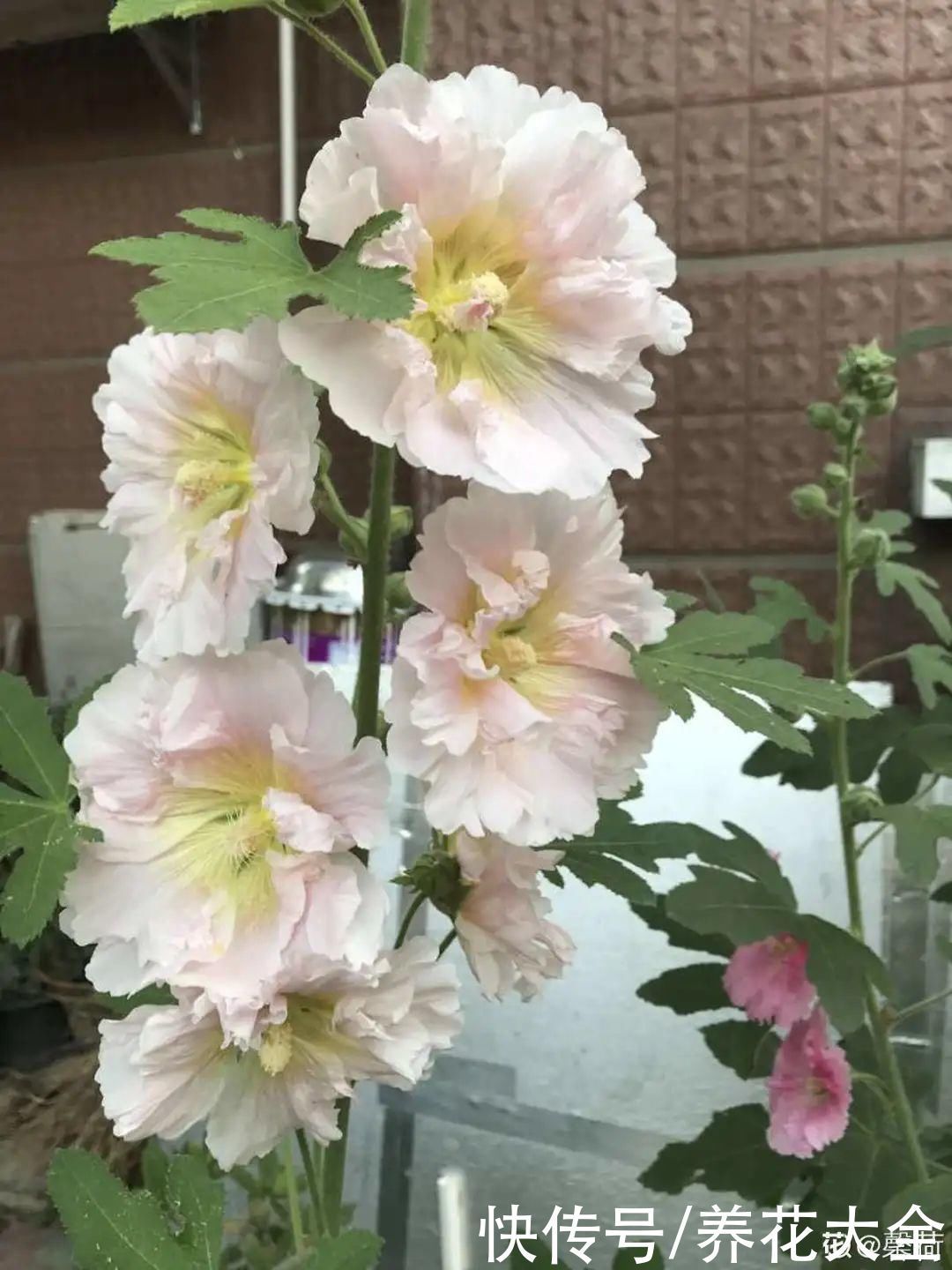飘香藤|晒不死、热不死的花,越晒花越多,越热长越快