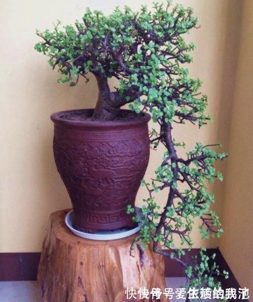 马齿苋|聪明人养花就养3种,可镇宅招财、有益健康,养护也省心