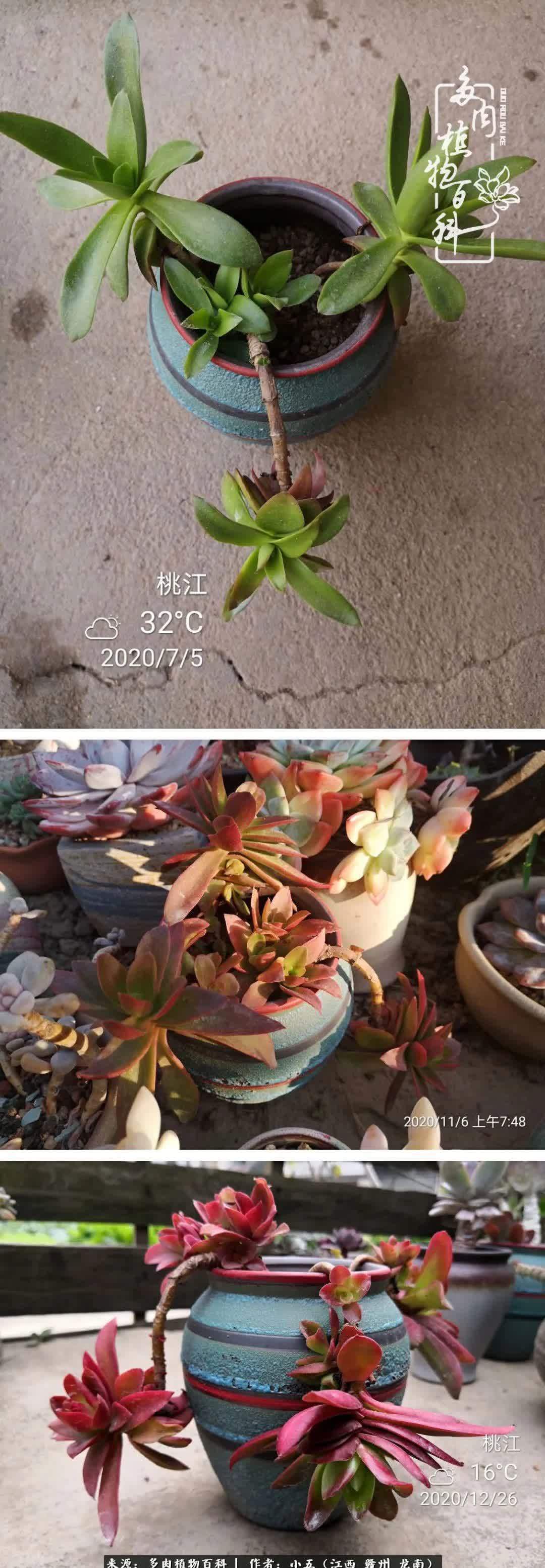 懵懵懂懂入肉坑,跌跌撞撞养多肉