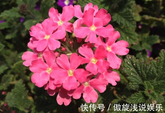 花卉里的“劳模”,此小花四季开花,好养花朵艳,开花一簇一簇
