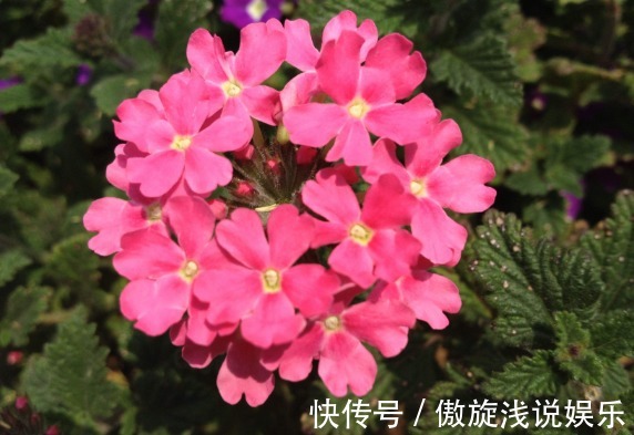 小花|花卉里的“劳模”，此小花四季开花，好养花朵艳，开花一簇一簇