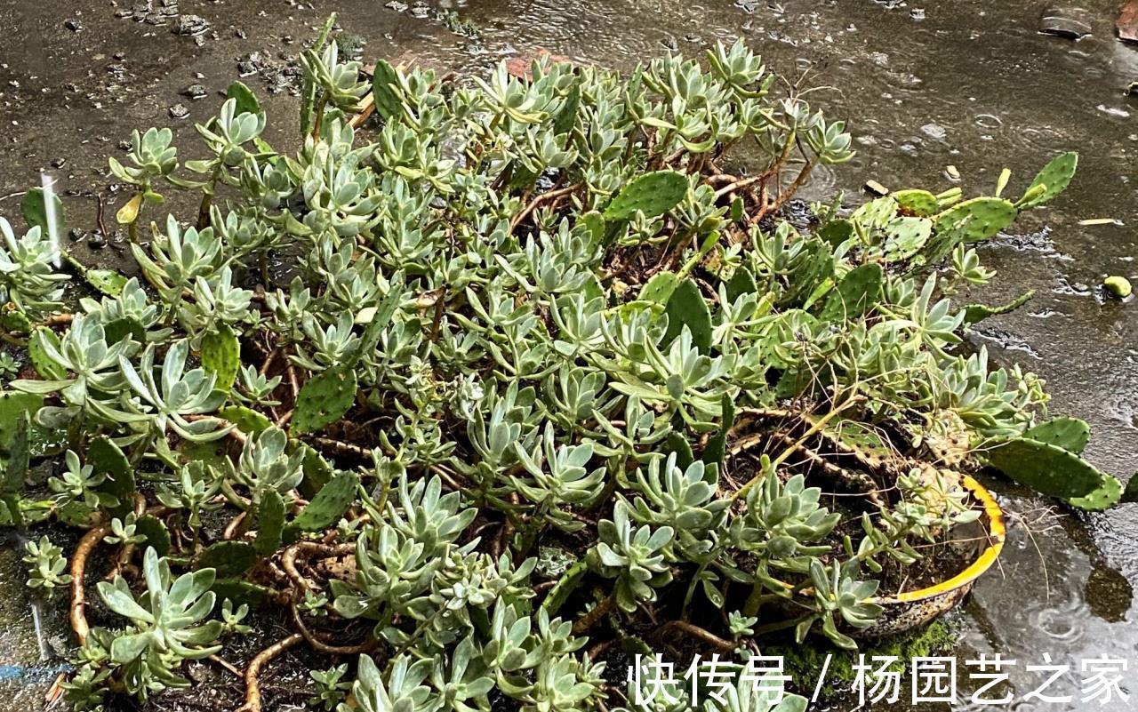 优点|生命力旺盛的冬美人,多肉的优点它全有,轻松就能爬满整个院墙