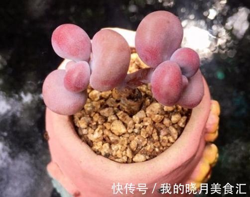 为什么你的多肉桃蛋总也养不圆,原来还有这些你忽略掉的原因
