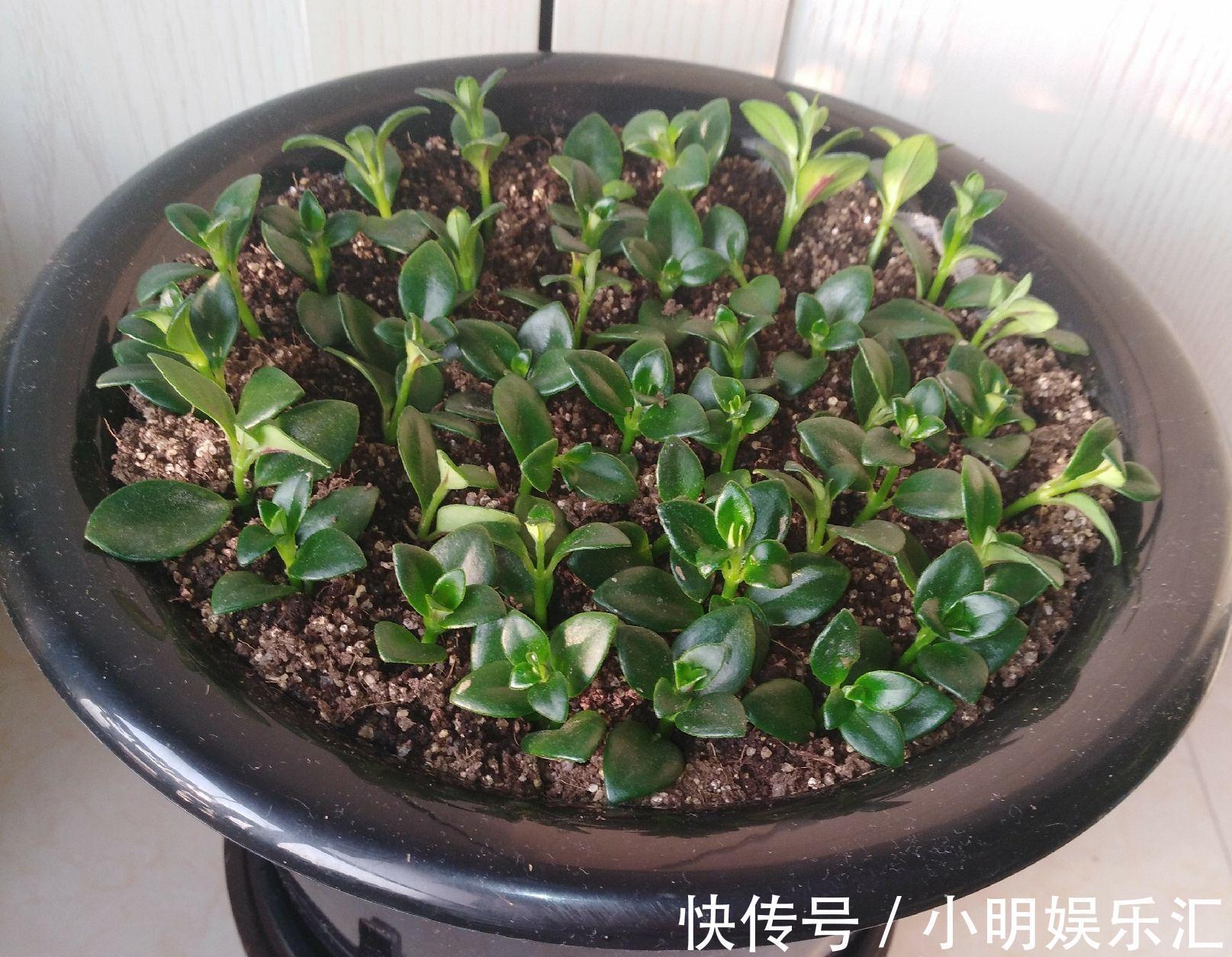 5种“金字花”，富贵招财有“好兆头”，当成年宵花，吉利又旺家