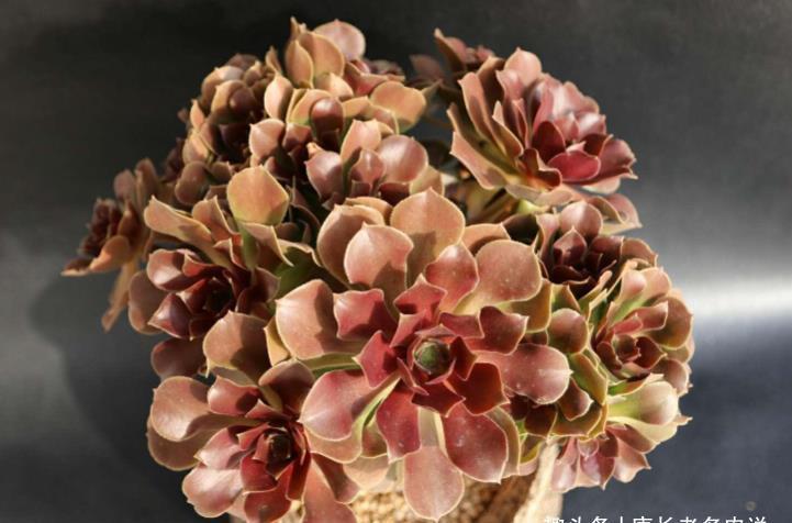 酒红色|多肉荷兰玫瑰法师和韶秀法师都能长成玫瑰状,你喜欢哪个品种呢?