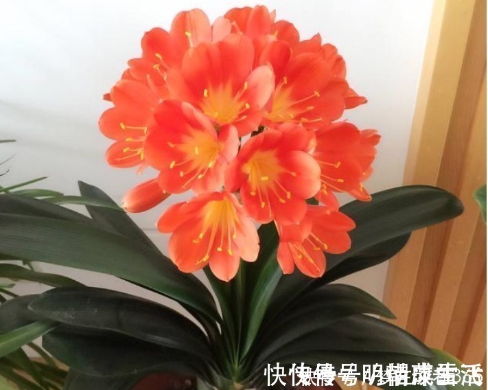 花卉|养花“有窍门”，往盆里撒点“它”，花卉长得旺，呼呼疯长！