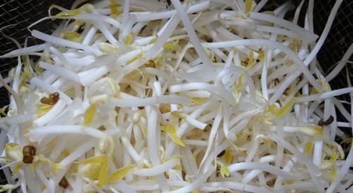 醋溜绿豆芽|它2块钱一斤,刮油比“泻药”好,瘦出小细腰,补水润肤,多吃不会胖