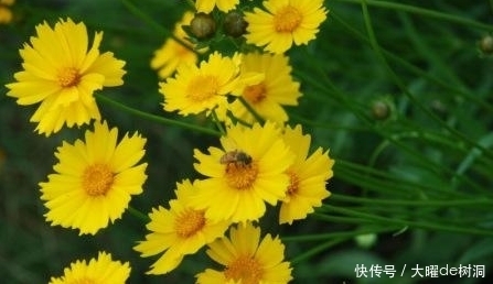 保健|农村这些集营养、保健、医疗于一体的天然野菜，你认识几个呢？