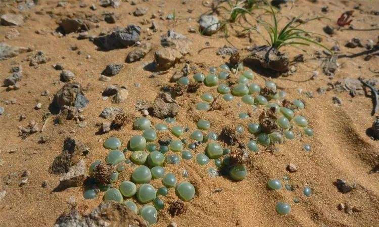 开花结子|多肉在野外,就像“晒白菜”,不吃不喝,状态全出来