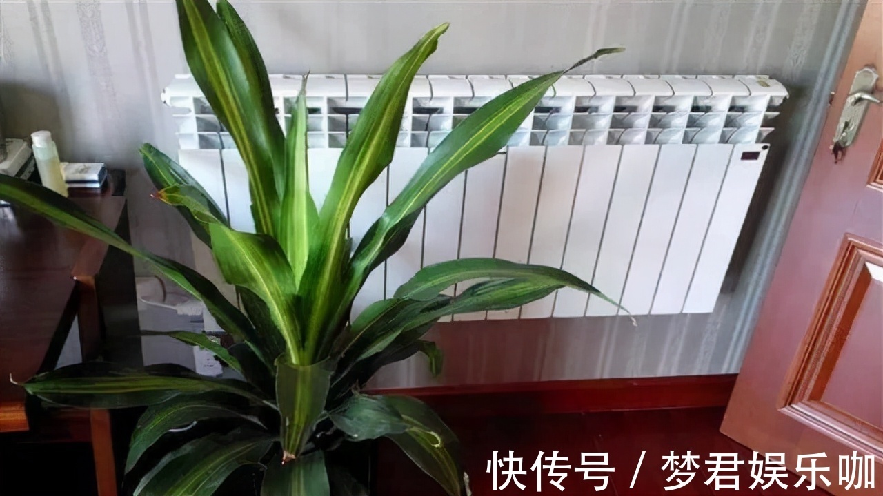 家中这“4处”摆花,花只会越来越“衰”,可惜很多人不知道