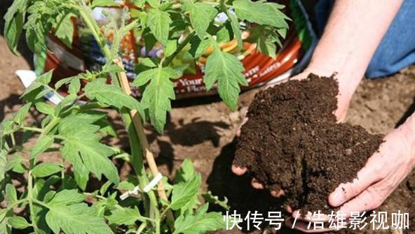 施肥|这些“老话”通俗易懂，能叫养花人少走弯路